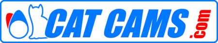 Cat Cams